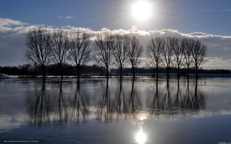 Flooded trees under bright sun