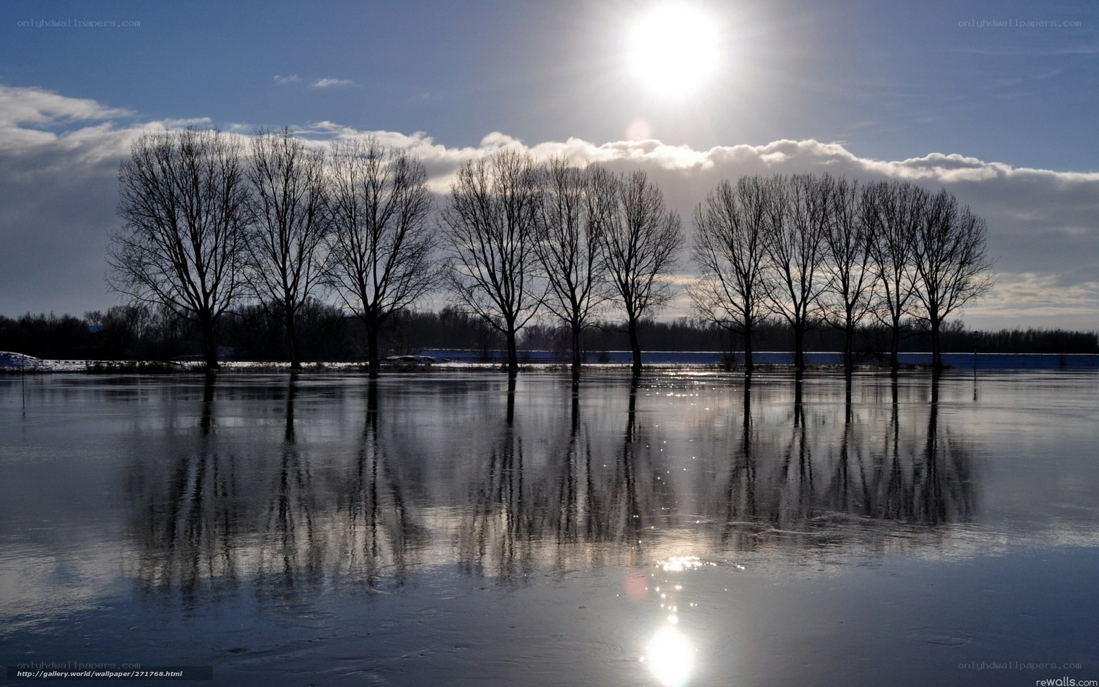 Flooded trees under bright sun