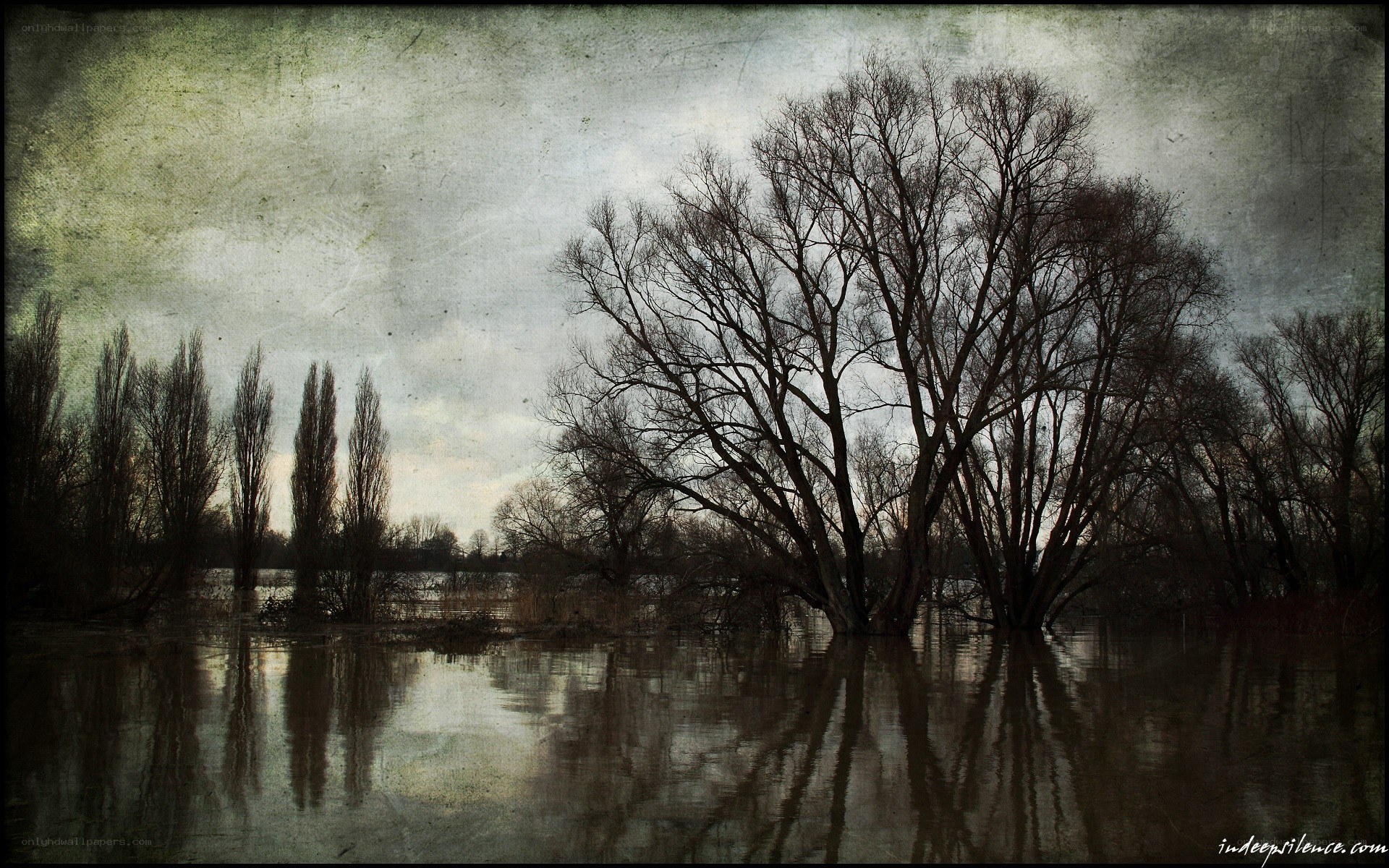 Flooded trees under overcast sky