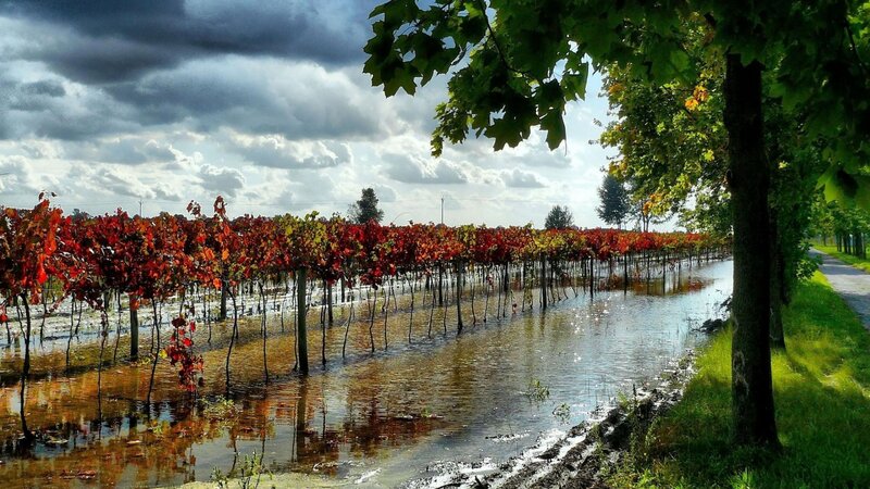 Flooded Vineyard