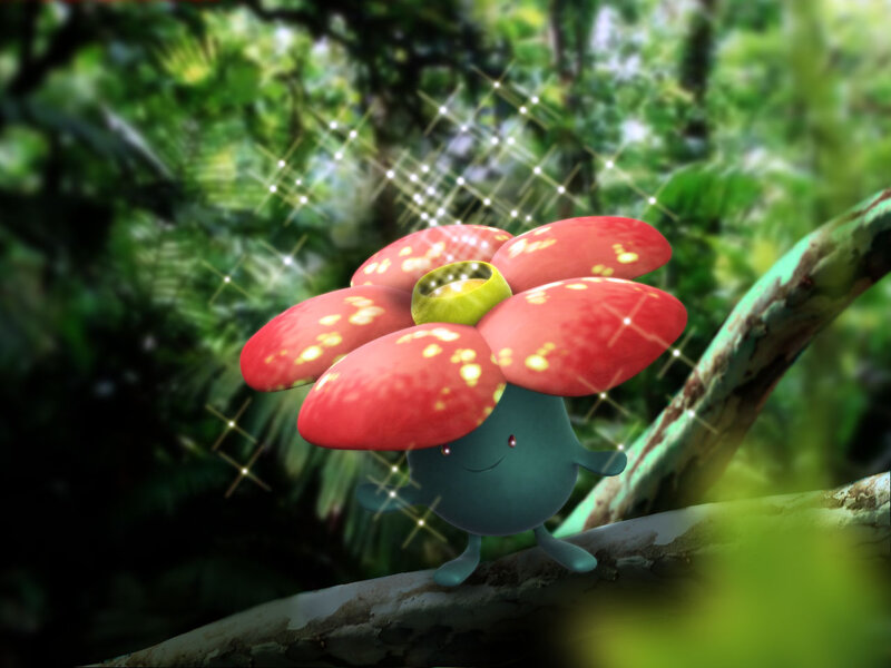 Floragato in the forest