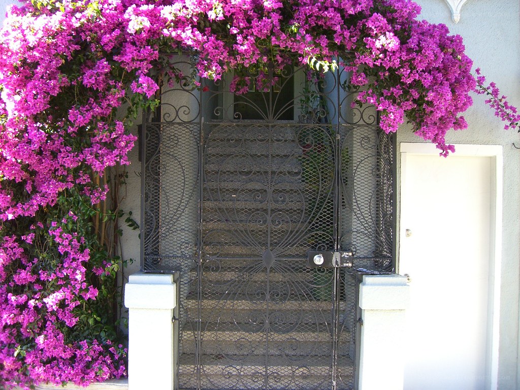 Floral arch over wrought iron gate