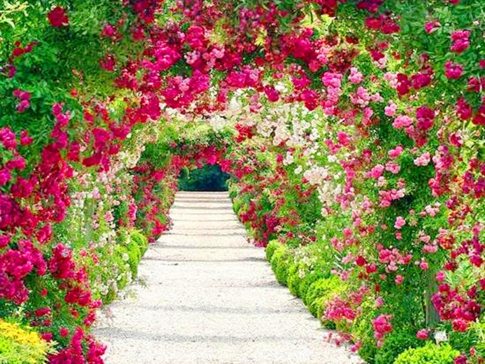 Floral archway garden path
