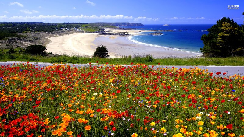 Floral beach landscape