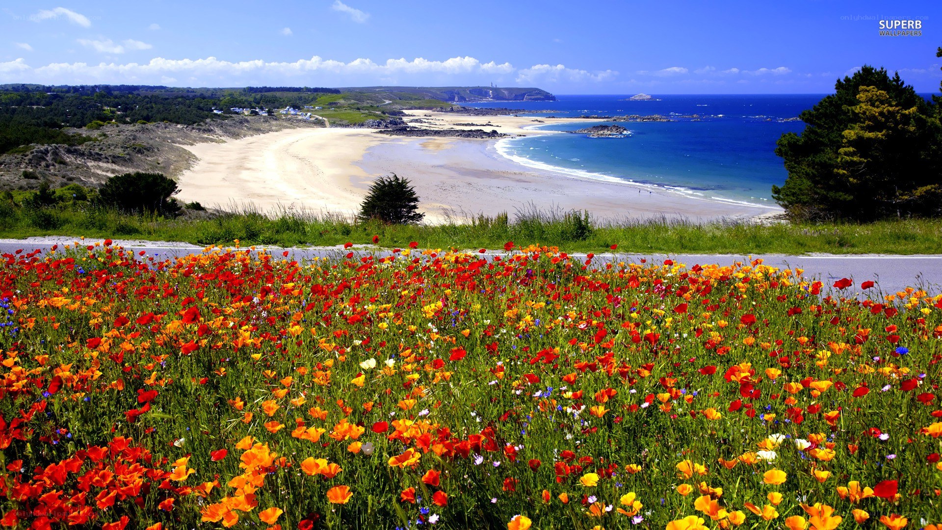 Floral beach landscape
