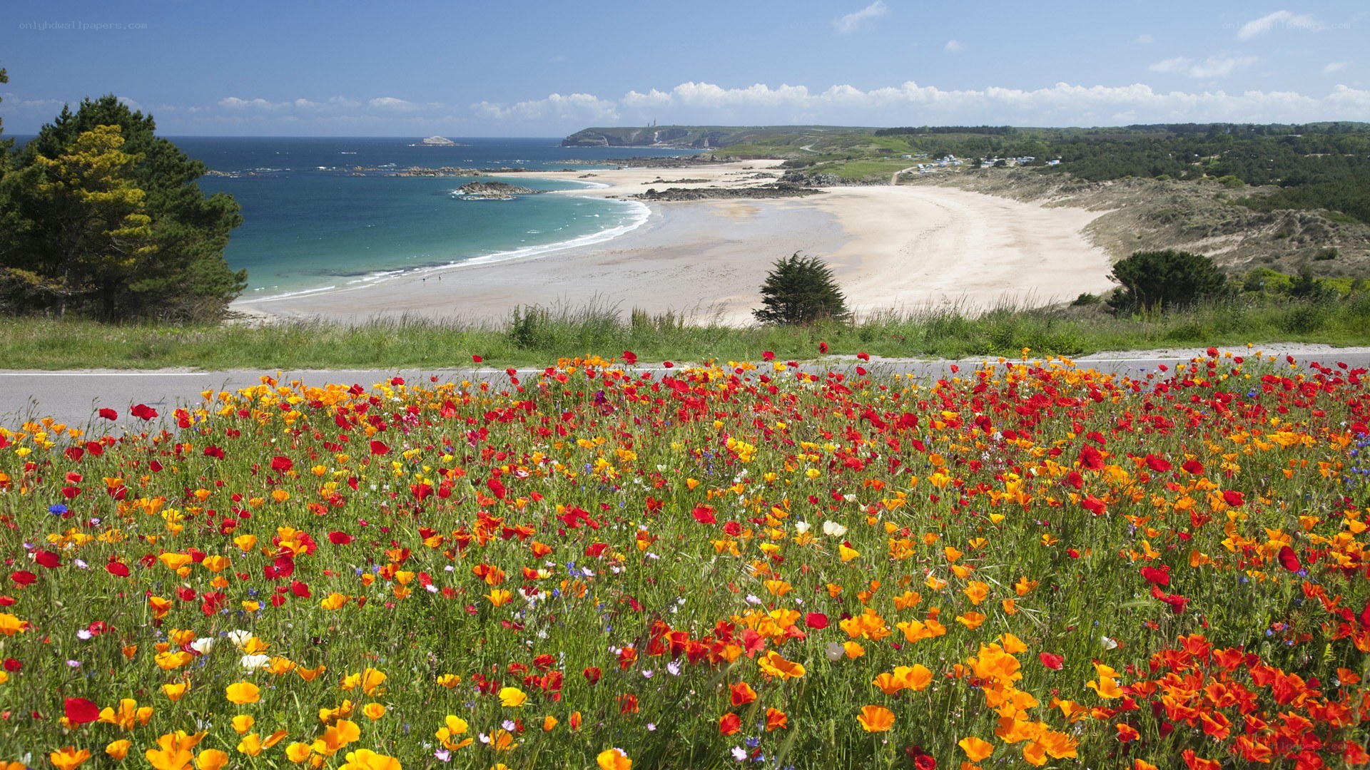Floral beach landscape