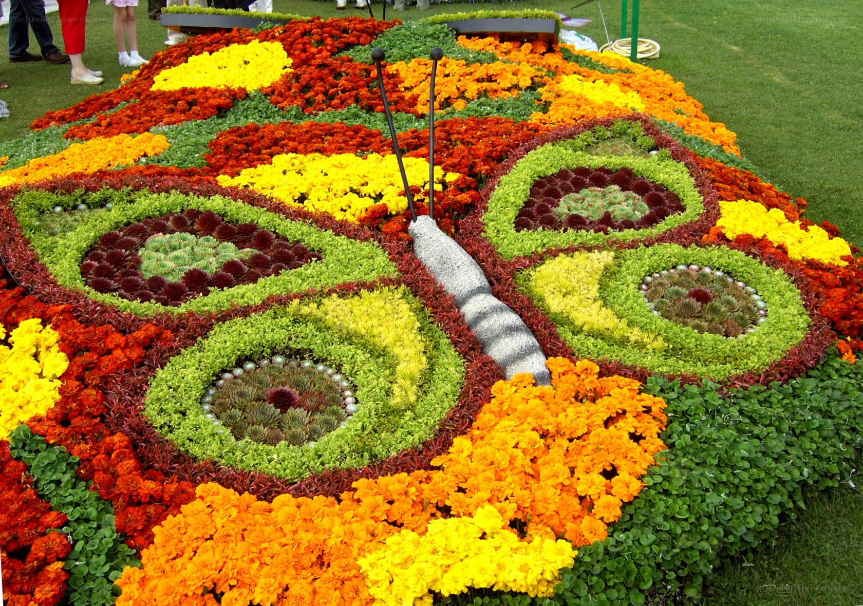 Floral butterfly display