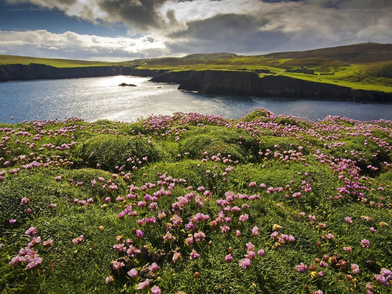 Floral cliffs by the sea