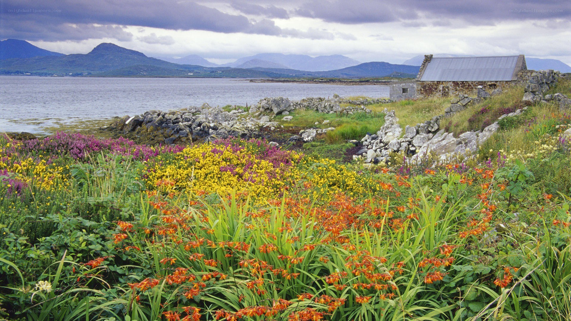 Floral coast with stone hut
