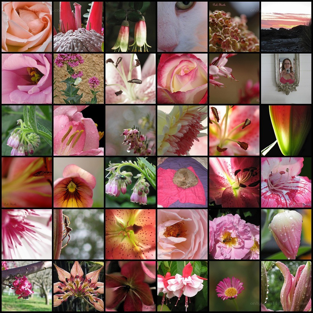 Floral collage with cat and sunset