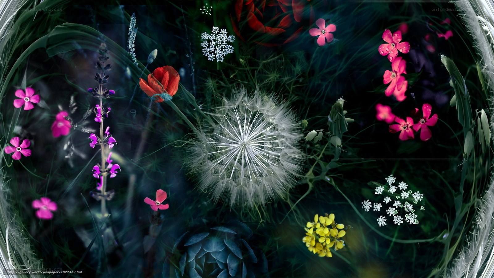 Floral collage with dandelion