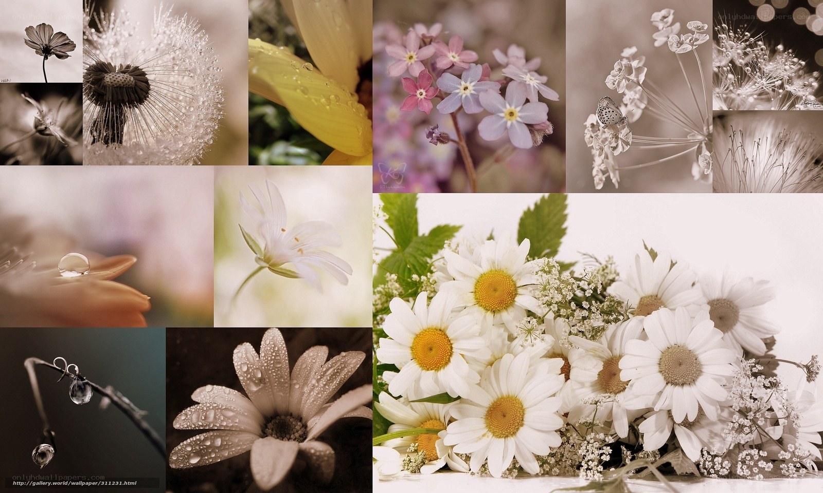 Floral collage with dew drops