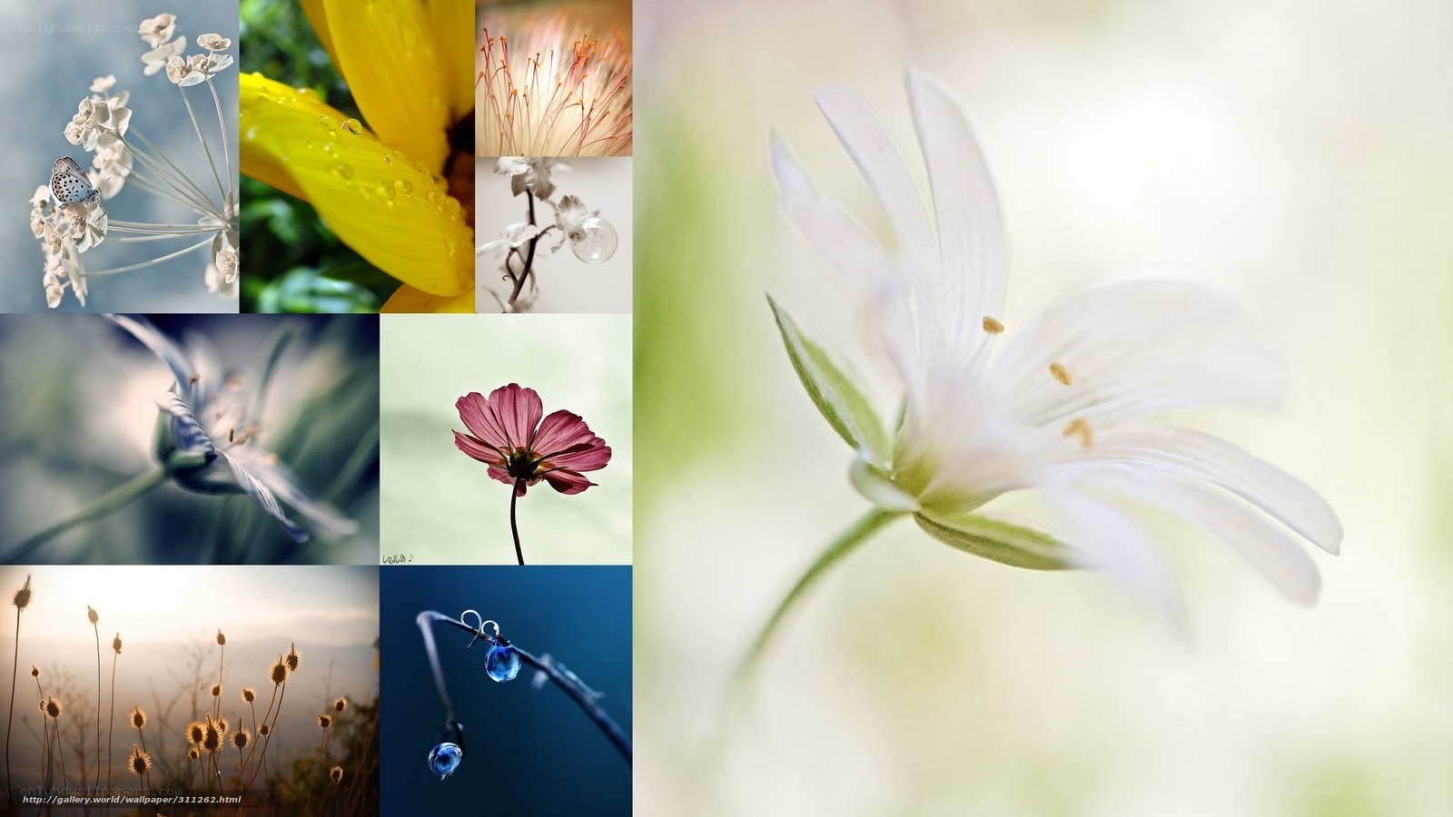 Floral collage with macro photography