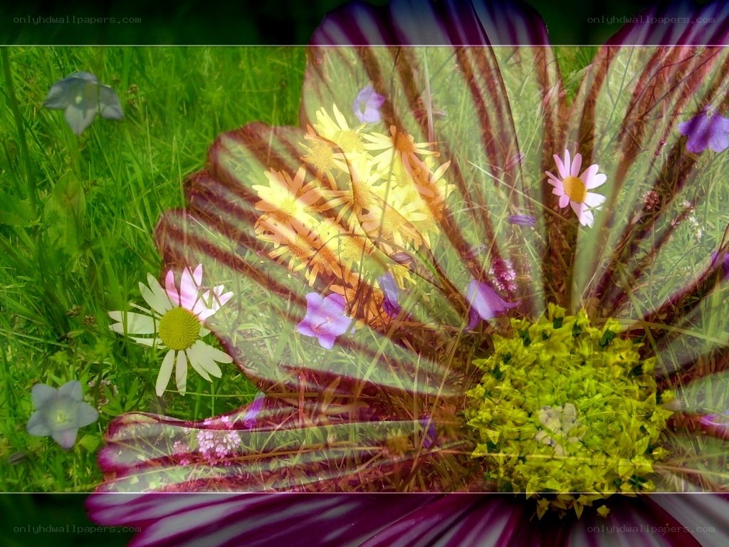 Floral double exposure in a meadow