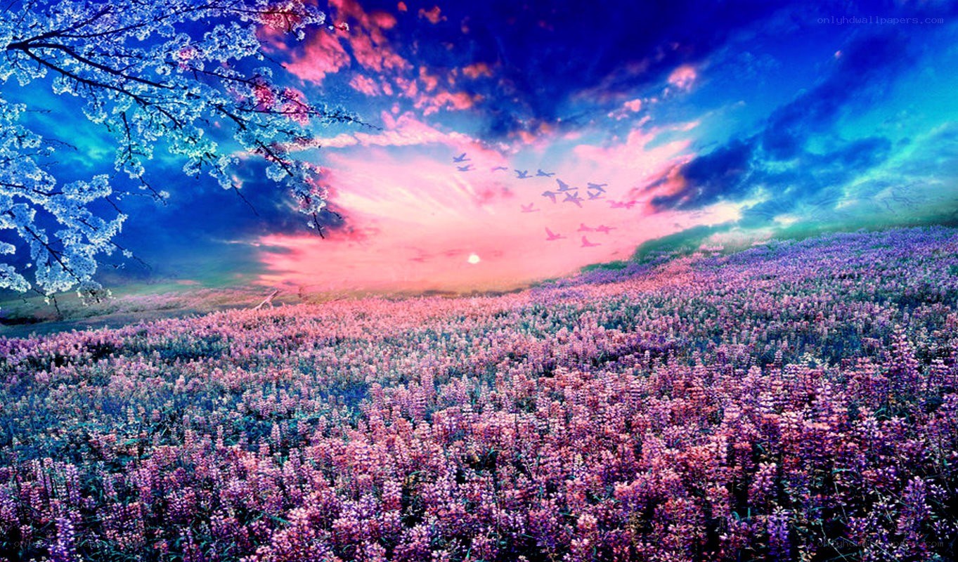 Floral field at sunset