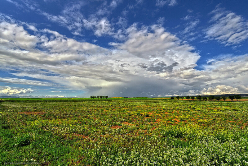 Floral field under cloudy sky