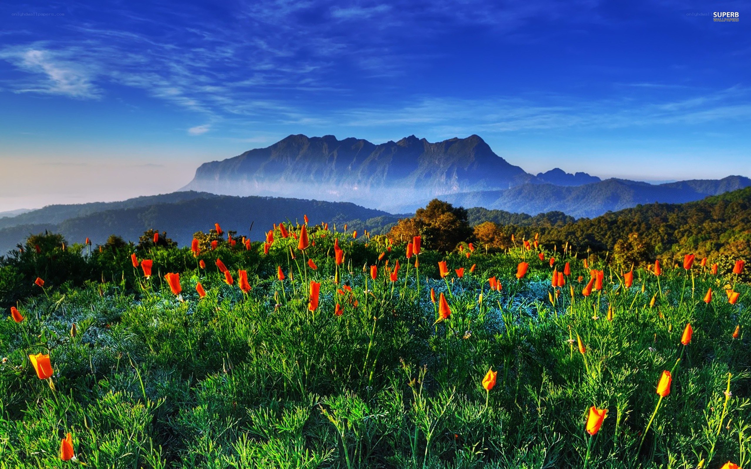 Floral field with mountain view