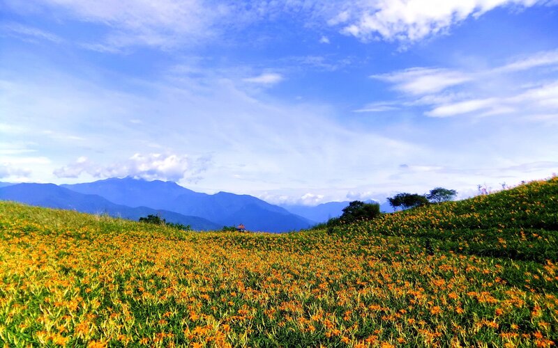Floral field with mountains