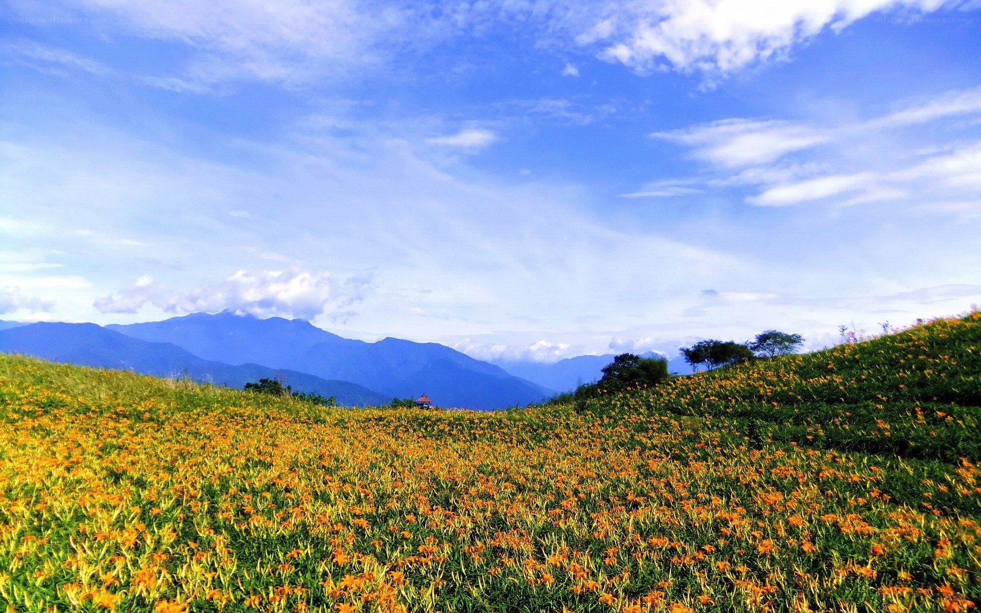 Floral field with mountains