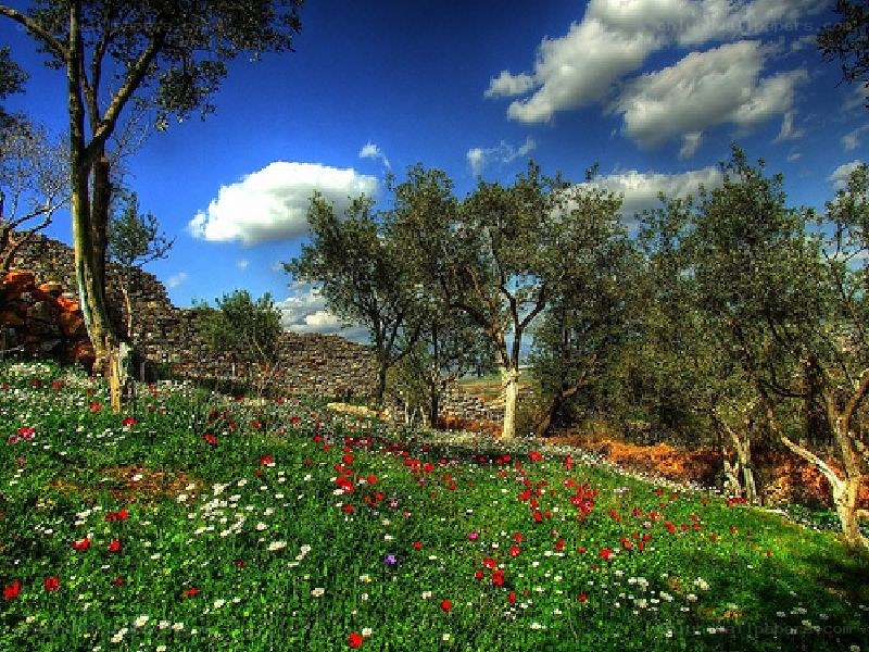 Floral field with olive trees
