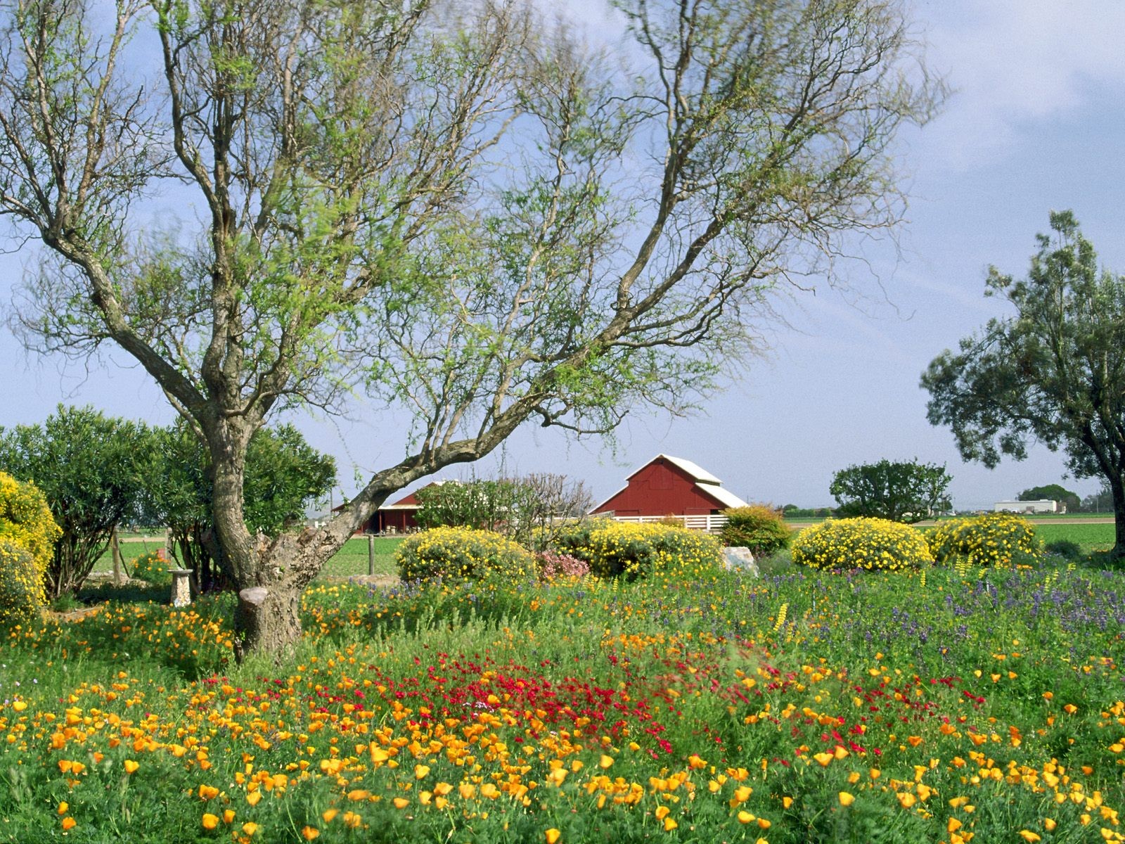 Floral field with red barn