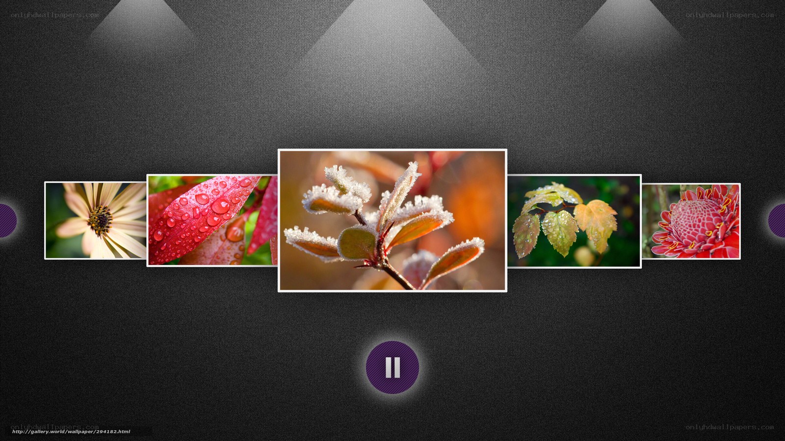 Floral gallery slideshow