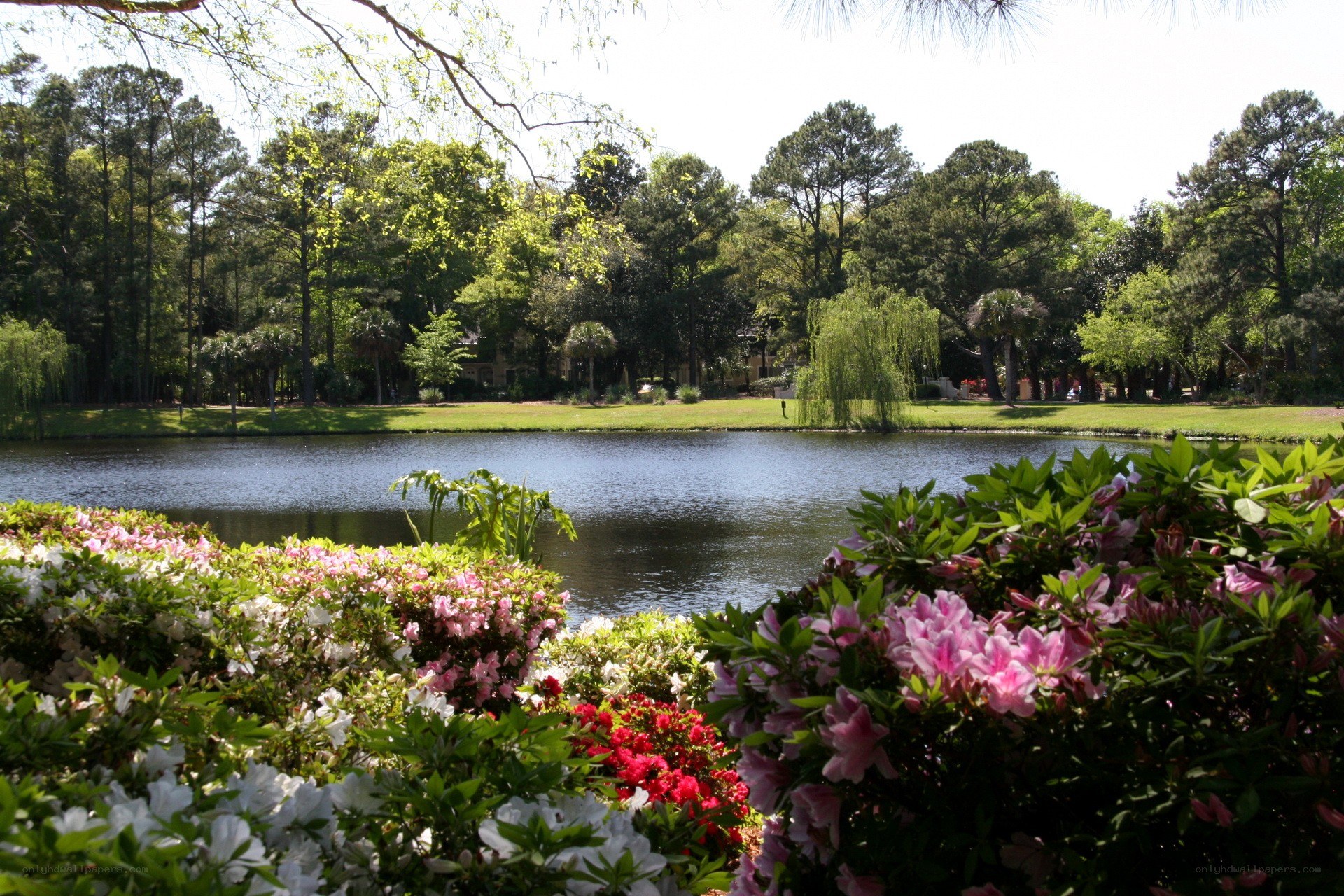 Floral garden by a pond