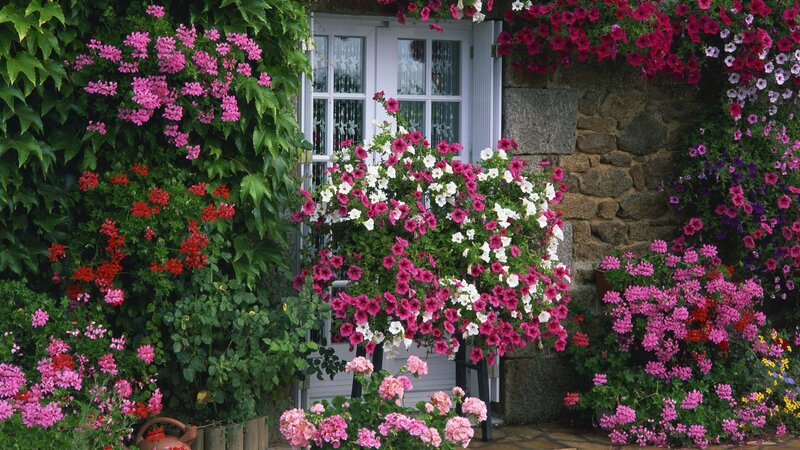 Floral garden by stone cottage