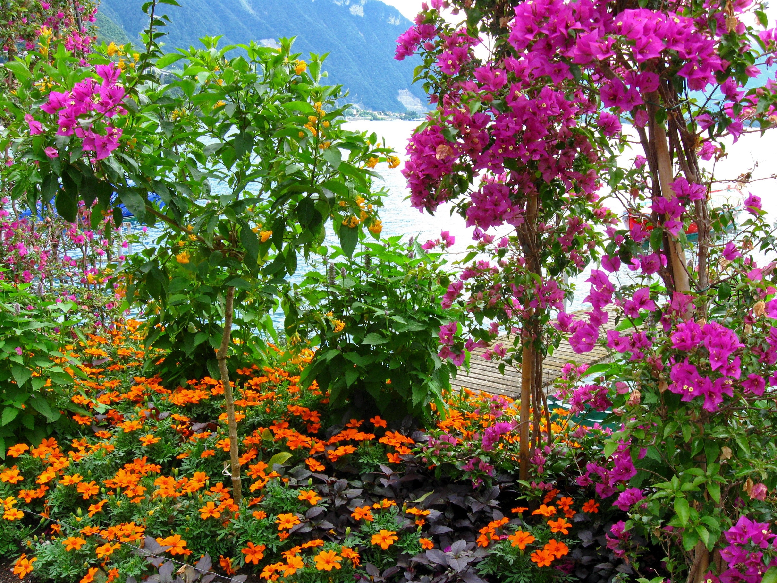 Floral garden by the lake