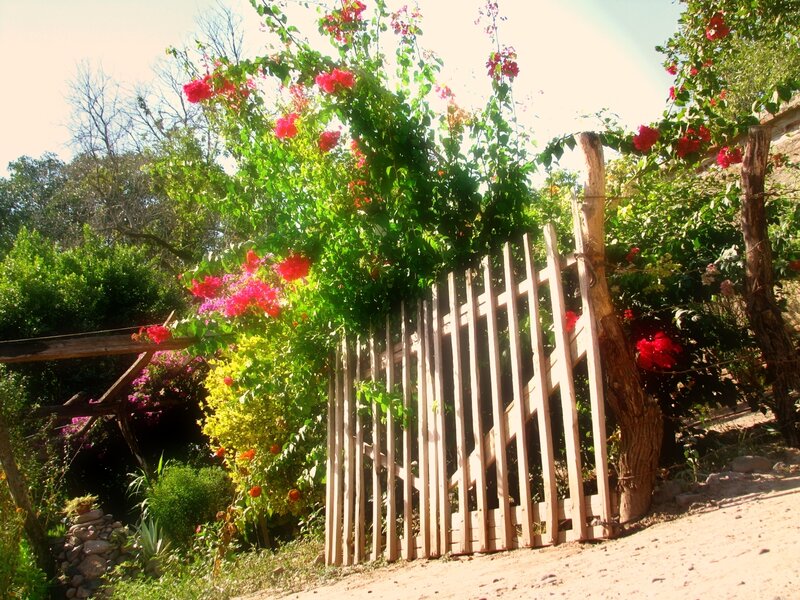 Floral garden gate