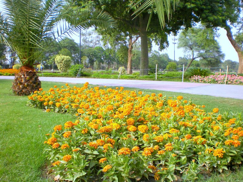 Floral garden in a park