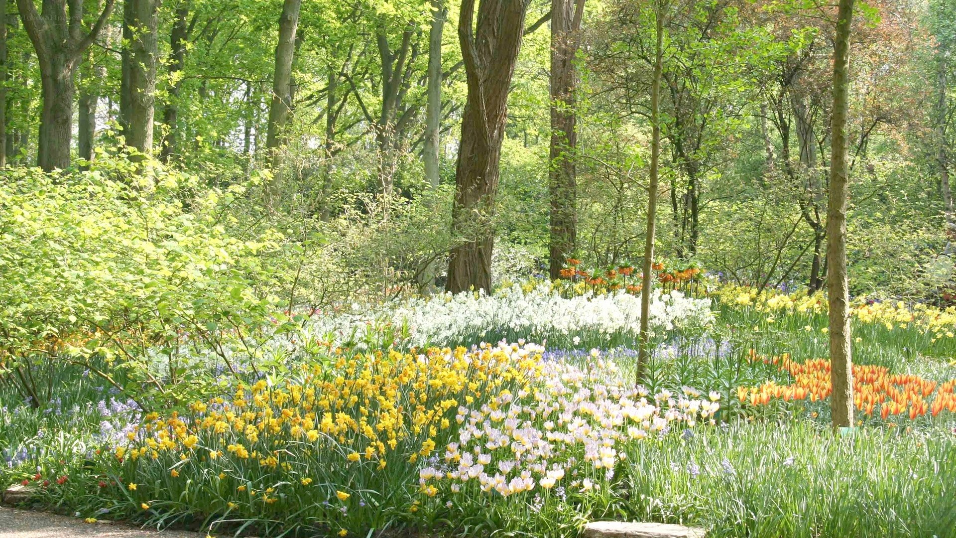 Floral garden in forest