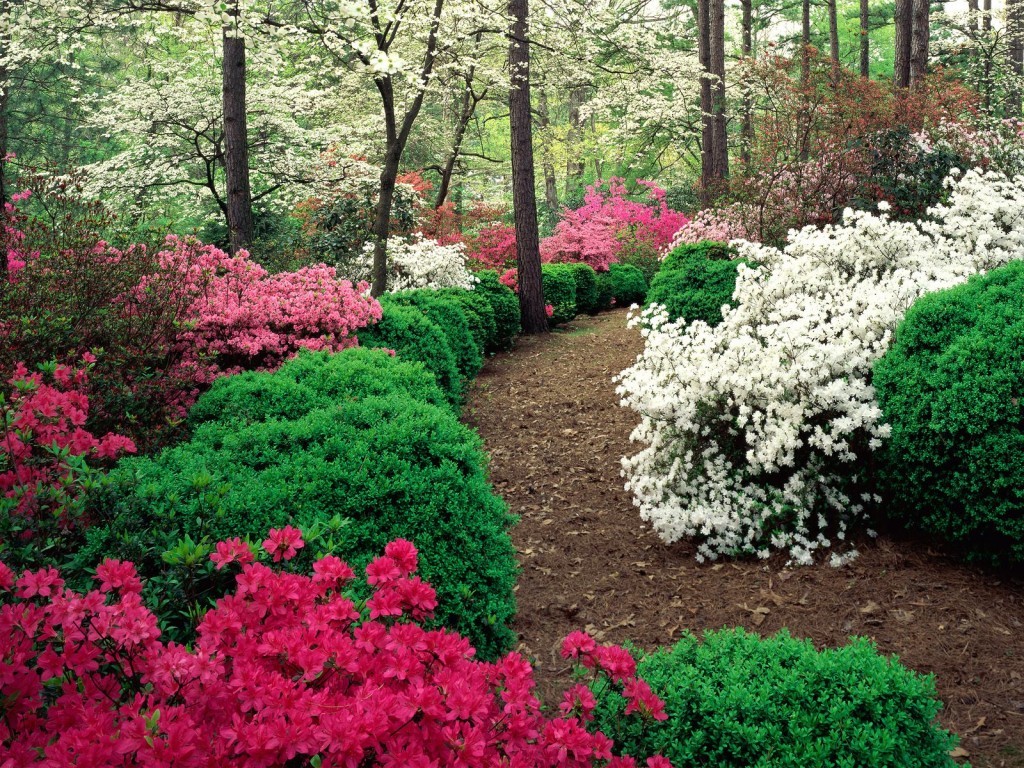 Floral garden path