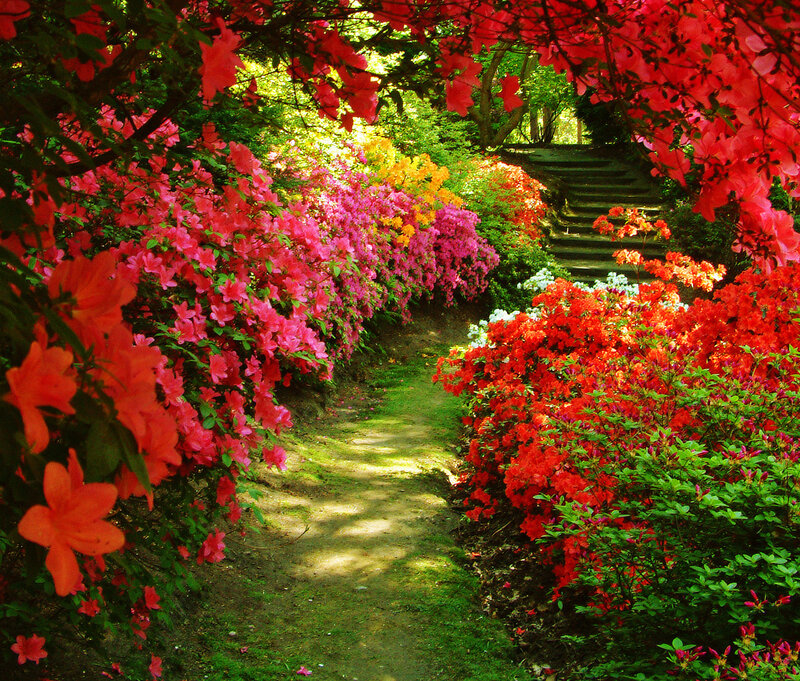 Floral garden path