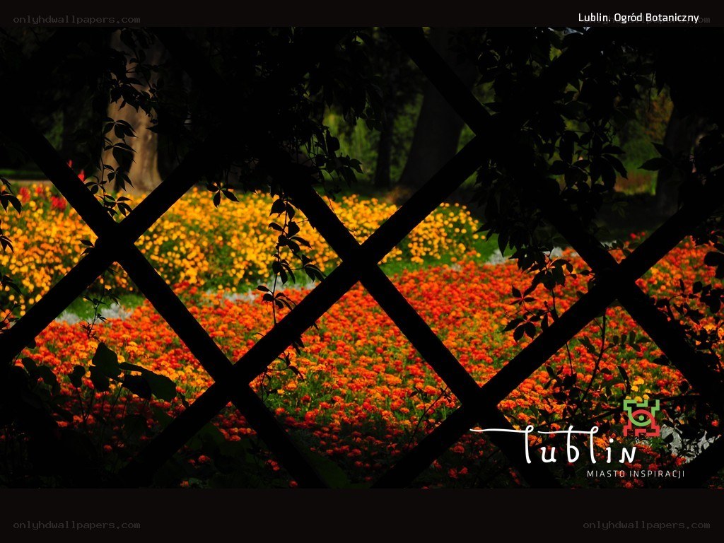 Floral garden view from trellis