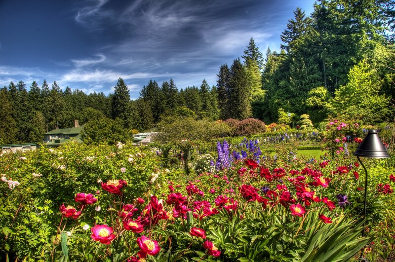 Floral garden with forest backdrop