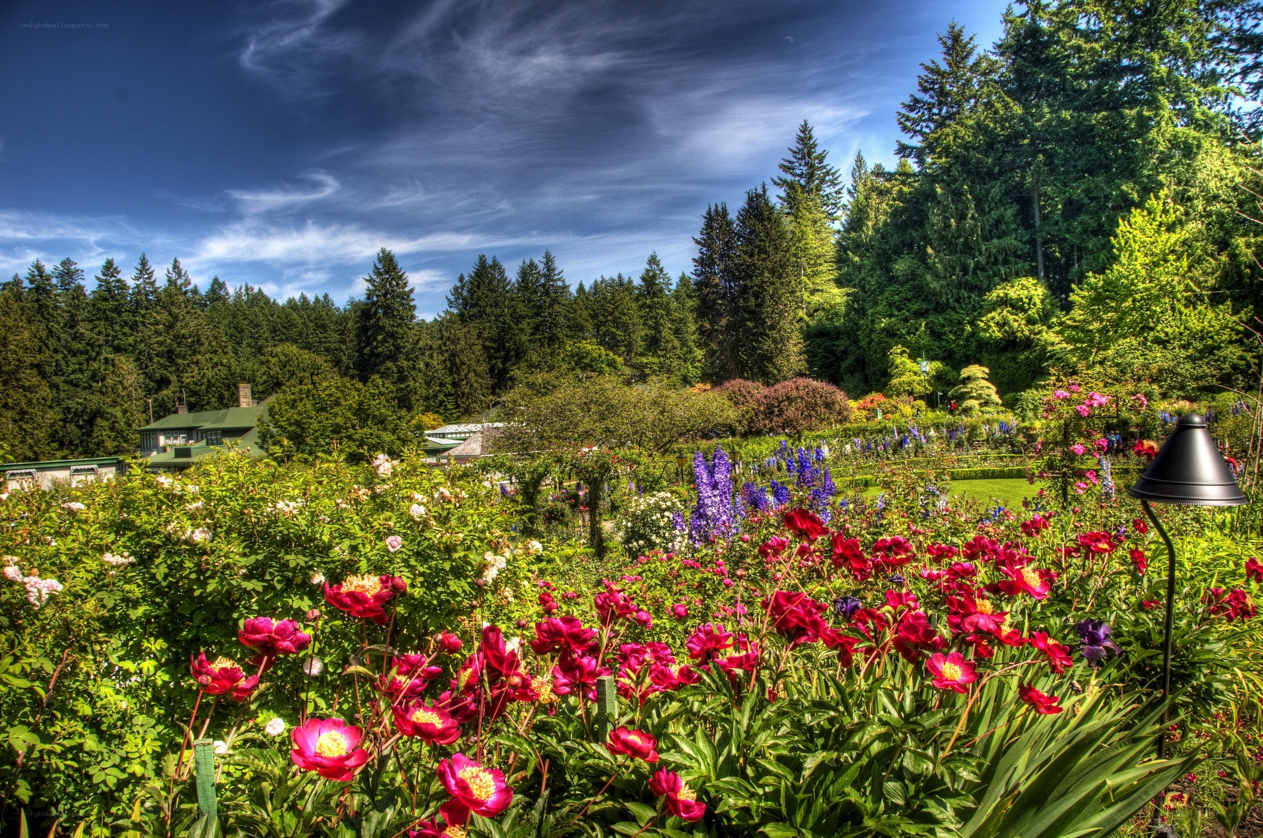 Floral garden with forest backdrop