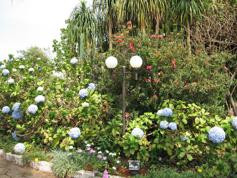 Floral garden with hydrangeas