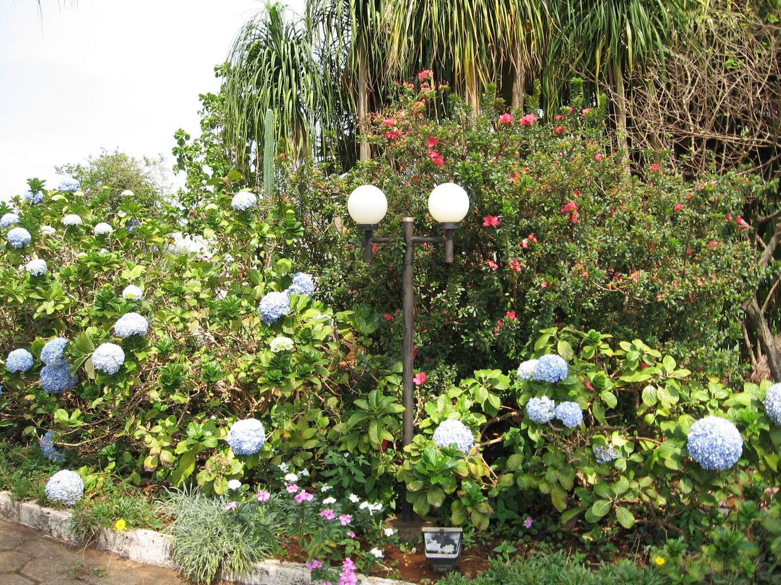 Floral garden with hydrangeas