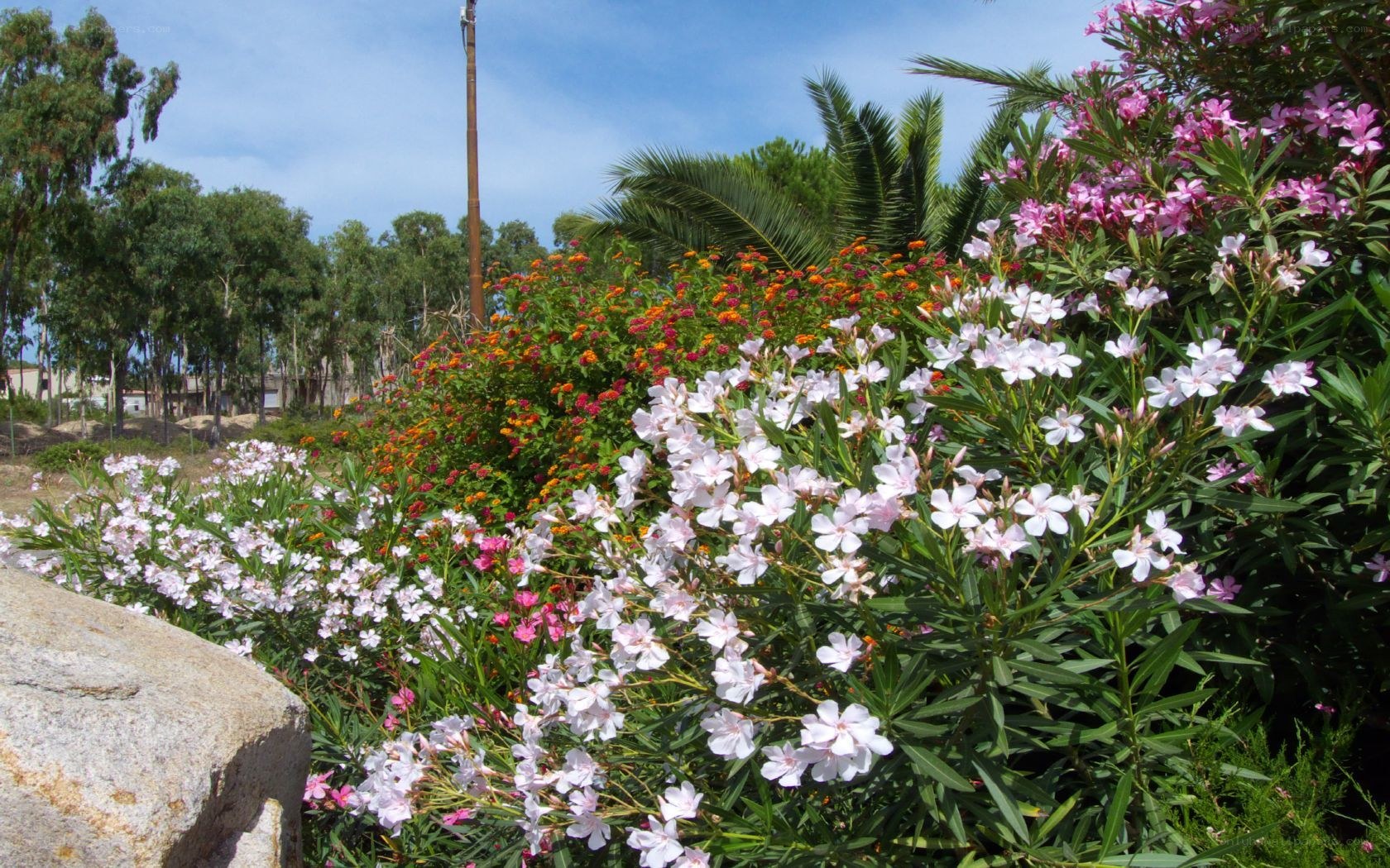 Floral garden with oleanders