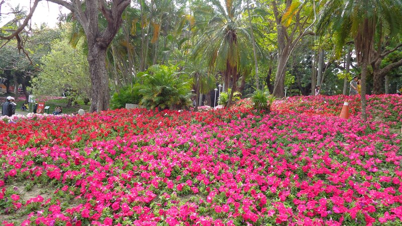 Floral garden with pink flowers