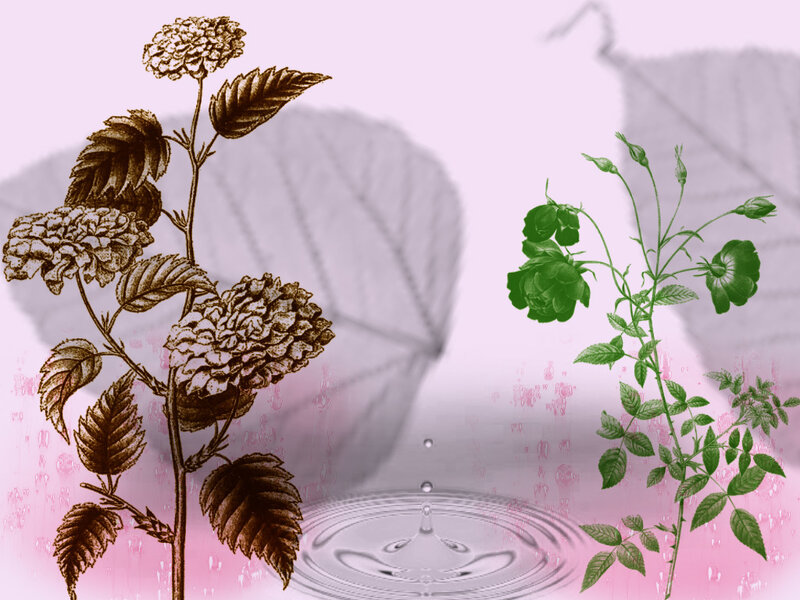 Floral illustration with water droplet