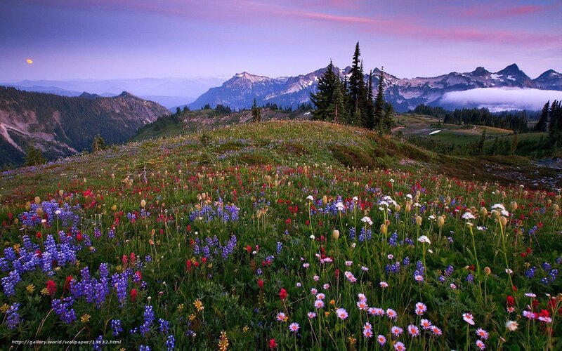 Floral meadow at dusk
