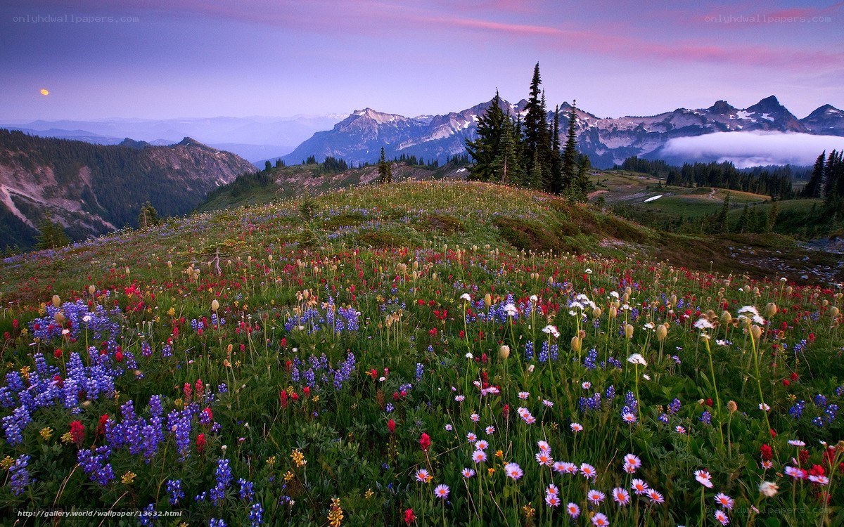Floral meadow at dusk