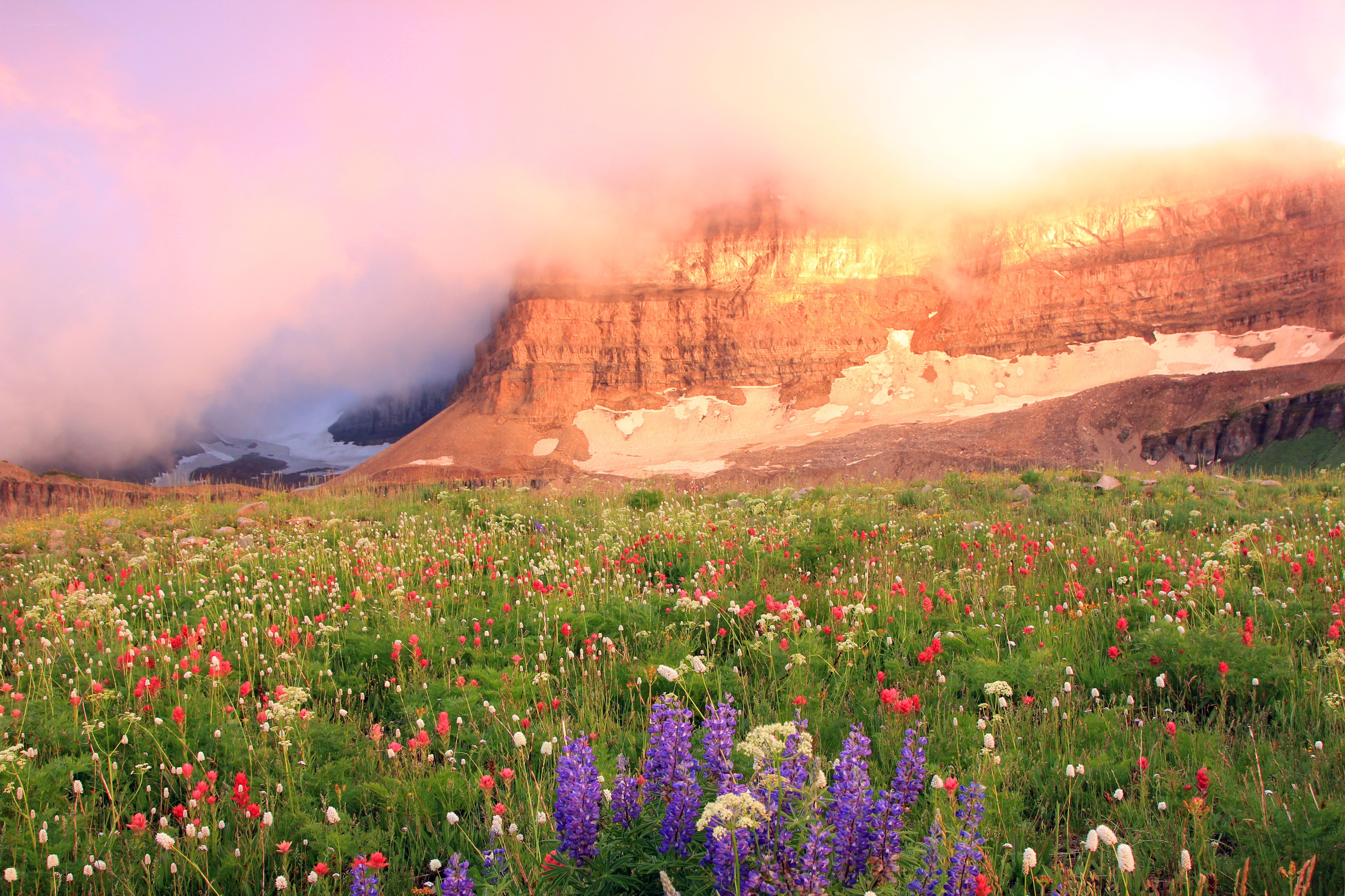 Floral meadow at sunrise