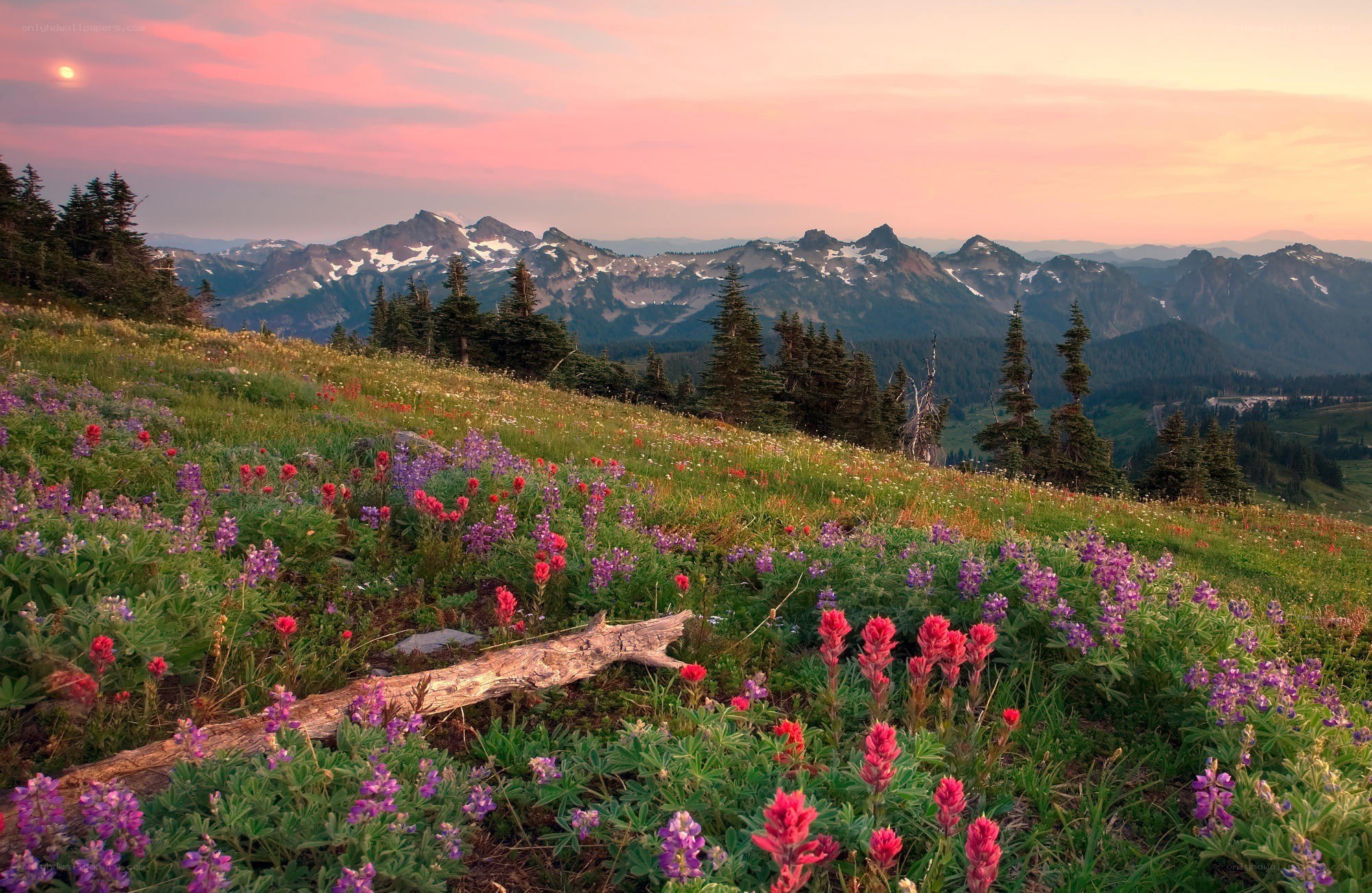 Floral meadow at sunset