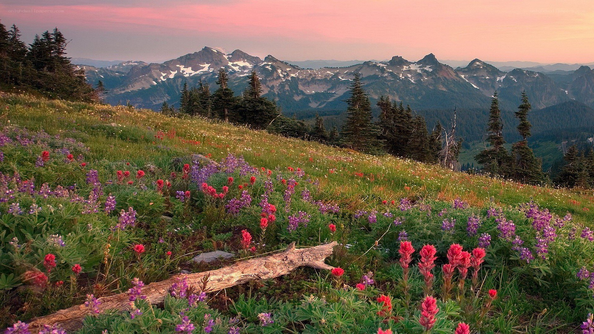 Floral meadow at sunset