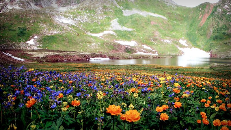Floral meadow by alpine lake
