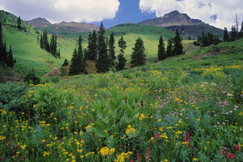 Floral meadow in mountain valley