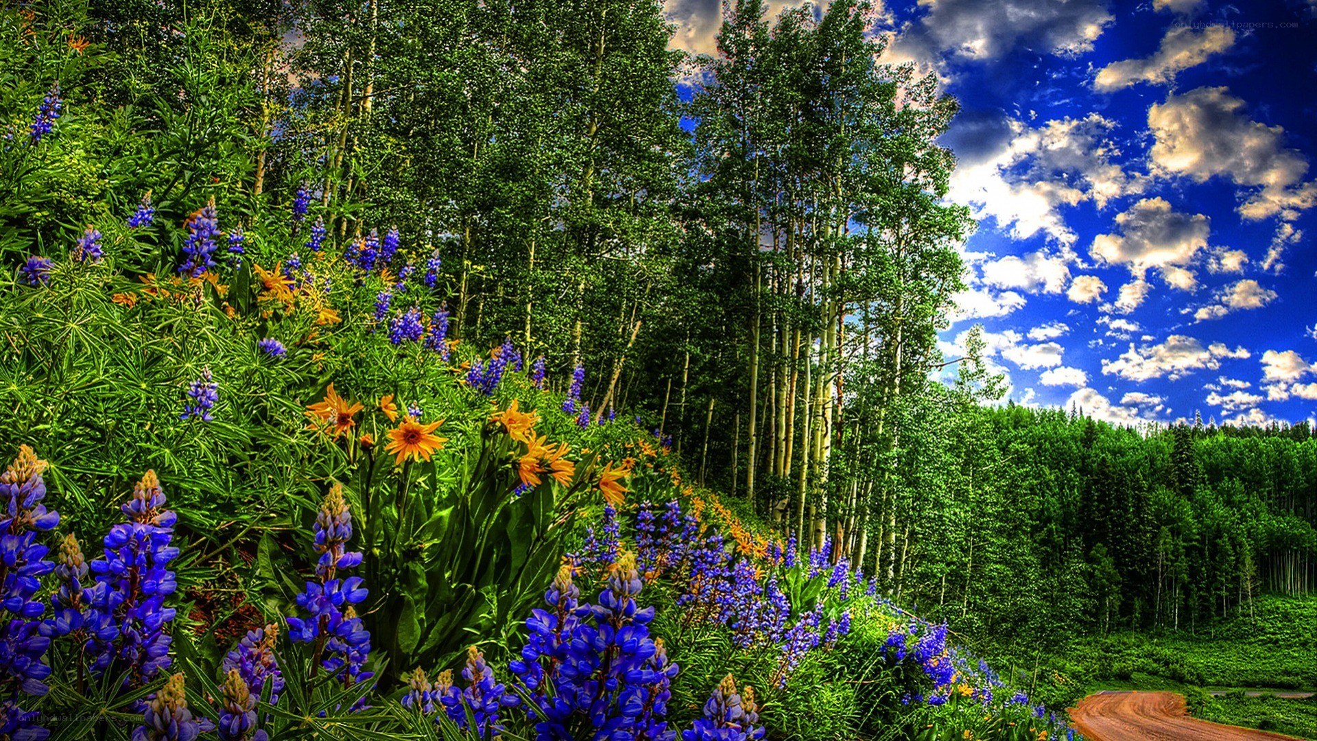 Floral meadow with aspen trees